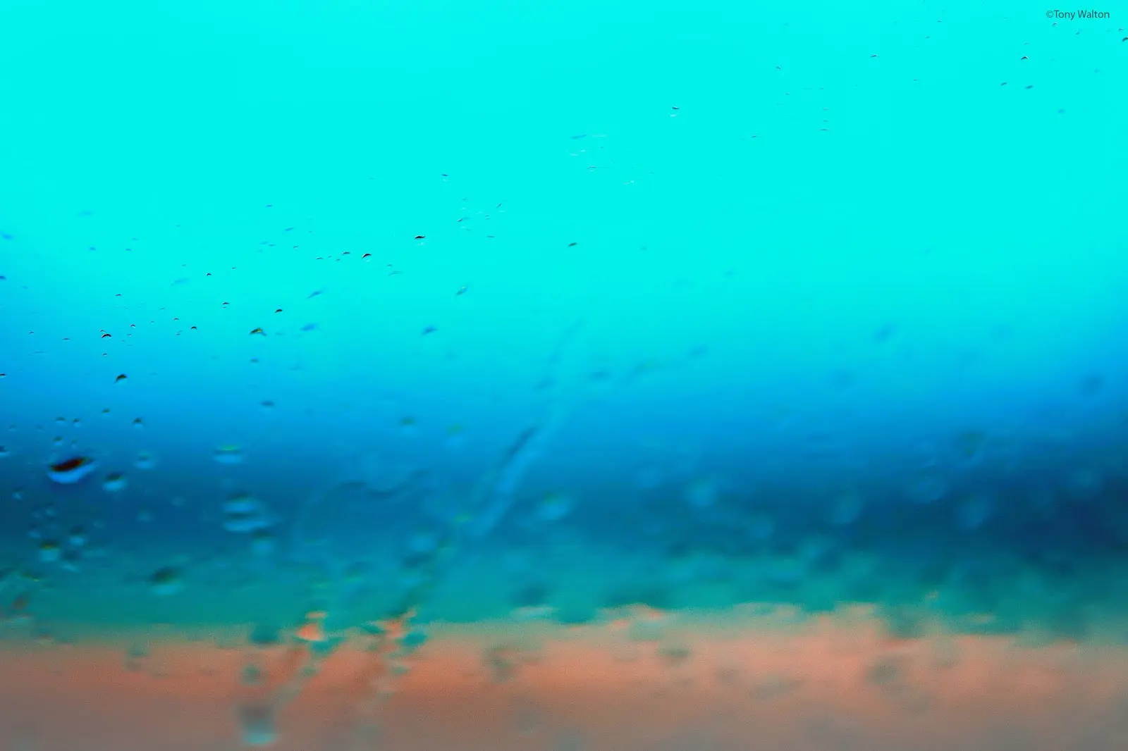 Voluntary Liquidation and Forgotten Assets